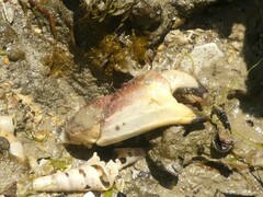 Metacarcinus novaezelandiae