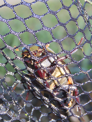 Hydrophilus triangularis