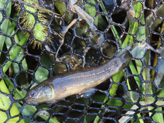 Umbra pygmaea