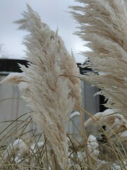 Cortaderia nitida