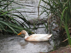Anas platyrhynchos domesticus