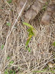 Pterostylis montana
