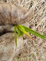 Pterostylis montana