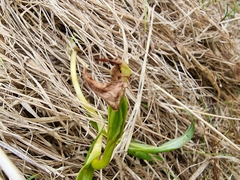 Pterostylis montana