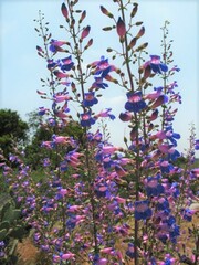 Penstemon spectabilis