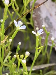 Stylidium despectum