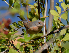 Curruca iberiae