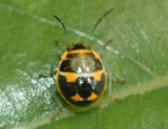 Strachiini
