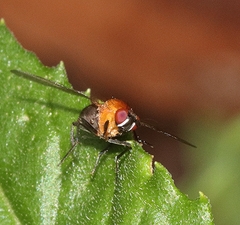 Sapromyza sciomyzina