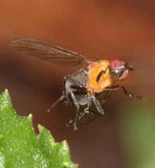 Sapromyza sciomyzina