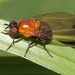 Sapromyza sciomyzina - Photo (c) Greg Bellion, μερικά δικαιώματα διατηρούνται (CC BY-NC), uploaded by Greg Bellion