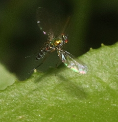 Dolichopodidae