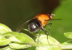 Sapromyza sciomyzina