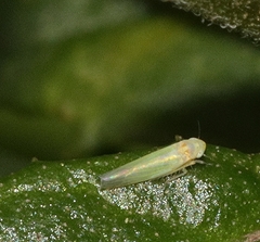 Membracoidea