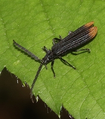 Polyphaga