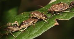 Oncocoris geniculatus