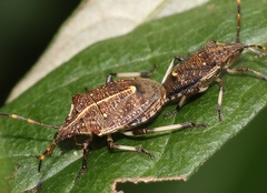 Oncocoris geniculatus