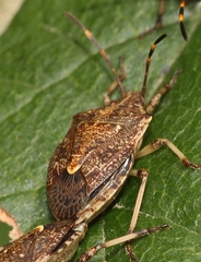 Oncocoris geniculatus