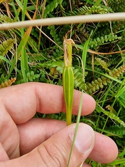 Pterostylis montana