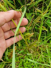 Pterostylis montana