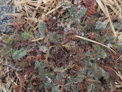 Potentilla chinensis