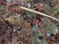 Potentilla chinensis