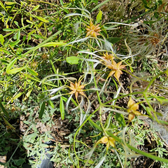 Clematis microphylla