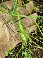 Pterostylis montana