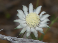 Actinotus leucocephalus