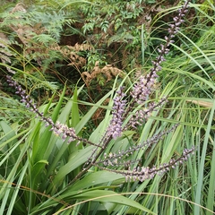 Cordyline stricta