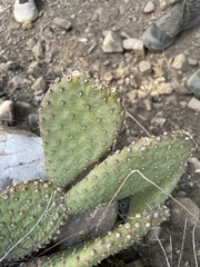 Opuntia basilaris