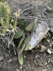 Opuntia basilaris