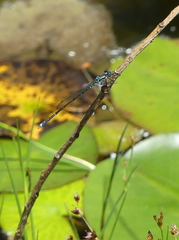 Austrolestes colensonis