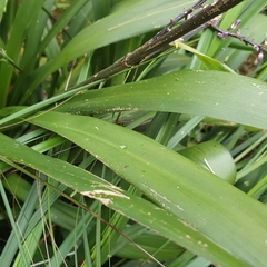 Cordyline stricta