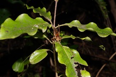 Hemiandrus pallitarsis