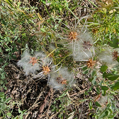 Clematis microphylla