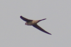 Cypsiurus balasiensis