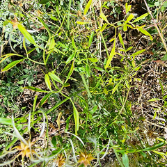 Clematis microphylla
