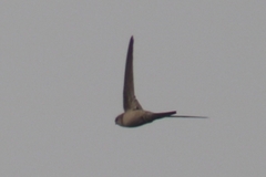 Cypsiurus balasiensis