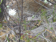 Actinotus leucocephalus