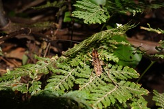 Hemiandrus pallitarsis