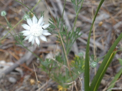 Actinotus leucocephalus