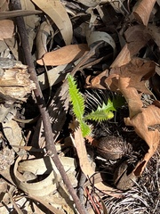 Banksia serrata