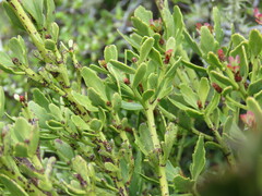 Phyllocladus alpinus
