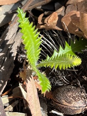 Banksia serrata