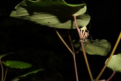 Hemiandrus pallitarsis