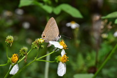 Deudorix epijarbas