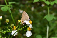 Deudorix epijarbas