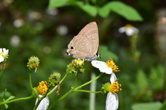 Deudorix epijarbas
