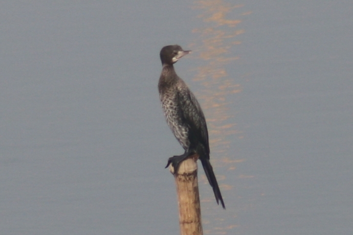 Little Cormorant